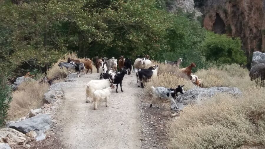 Chania: Milia Mountain Tour w/Lunch Olive Oil/Wine Tastings - The off-road ride into the mountains