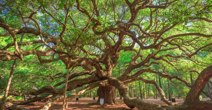 Charleston: Wadmalaw Island Wine Tasting and Tea Garden Trip - Key points to know before you book