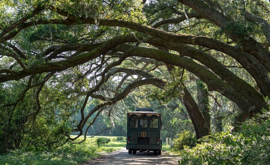 Charleston: Wadmalaw Island Wine Tasting and Tea Garden Trip - A gentle escape from central Charleston