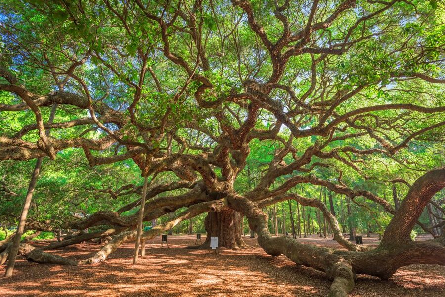 Charleston: Wadmalaw Island Wine Tasting and Tea Garden Trip - Angel Oak Park and a very short visit