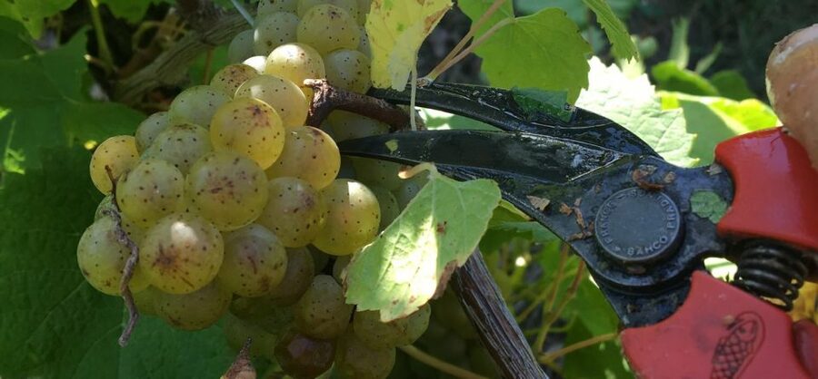 Château du Bois-Huaut: Cellar Tour and Wine Tasting Class - Inside a cellar with a family story