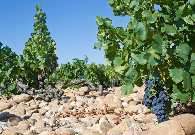 Châteauneuf du Pape Wine Day Tasting Tour including Lunch from Avignon - Key points before you book