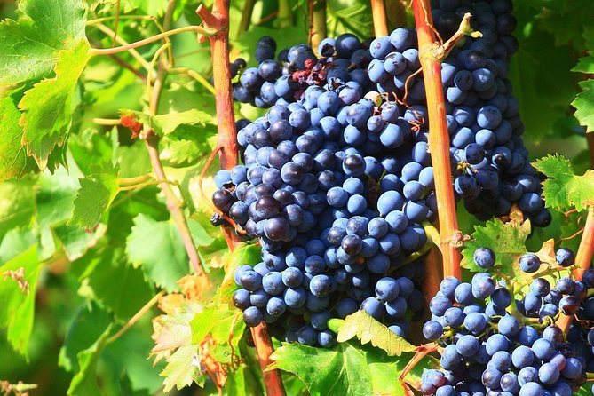 Châteauneuf du Pape Wine Day Tasting Tour including Lunch from Avignon - The guide can make or break the day