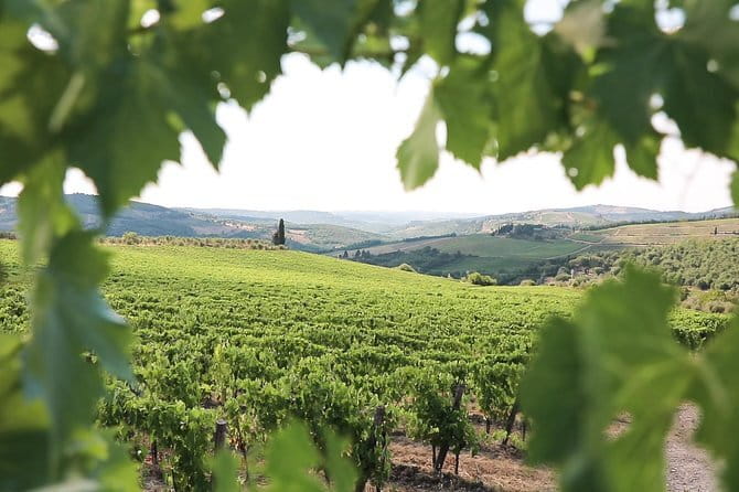 Chianti Wine Tour from Florence - Is $59.13 good value?