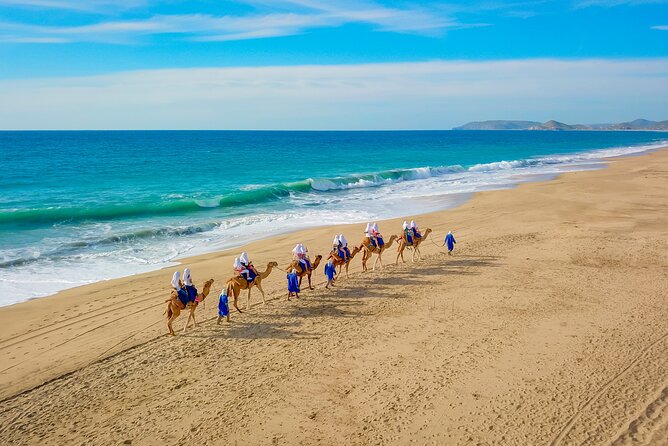 Combo Single Offroad 4x4 UTV, Camel Ride, Lunch & Tequila Tasting - Meeting the camels by the beach
