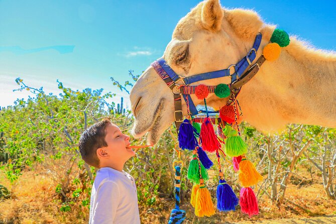 Combo Single Offroad 4x4 UTV, Camel Ride, Lunch & Tequila Tasting - Tequila and Damiana after lunch
