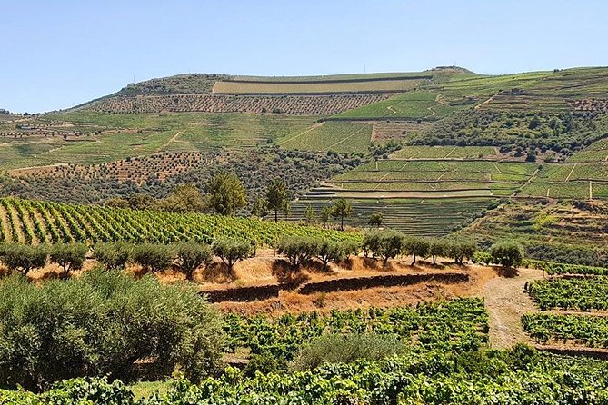 Complete Douro Valley Wine Tour with Lunch, Wine Tastings and River Cruise - The second estate in Folgosa