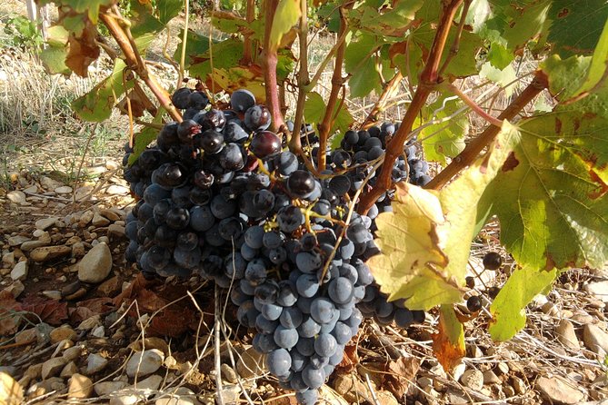 Cotes de Provence Wine Tour from Aix-en-Provence - What the $119.77 price really covers