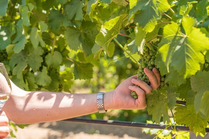 Cotes de Provence Wine Tour from Aix-en-Provence - Who will enjoy this tour most