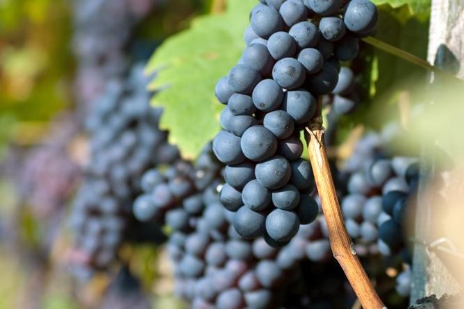 Countryside Half-day Gastro-Wine Tour from Budapest Meal & pickup - What to pack and how to pace yourself