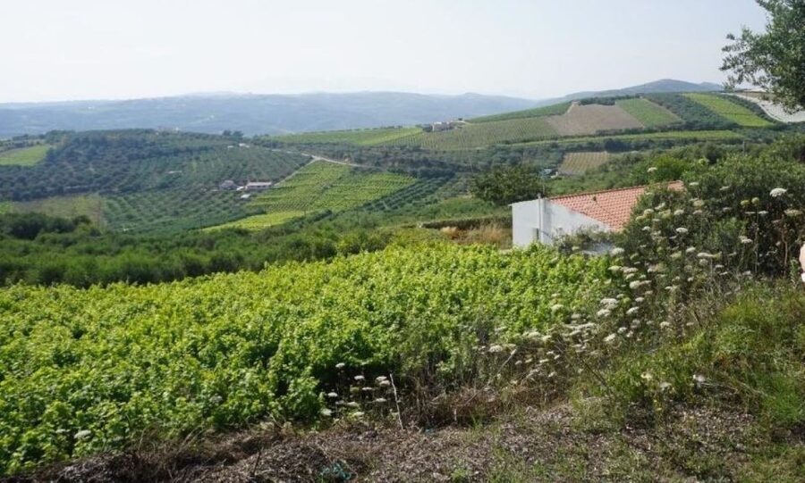 Crete: Full-Day Cretan Wines, Olive Oil, Raki and Food Tour - The old wine press and the raki distillery