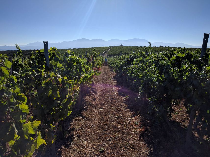 Crete: Olive, Wine, & Raki on a Flavorful Culinary Journey - Who should book this experience