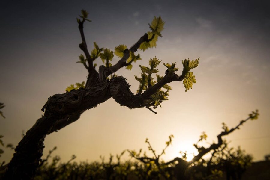 Crete: Olive, Wine, & Raki on a Flavorful Culinary Journey - Skalani: olive trees, oil, and everyday Cretan food