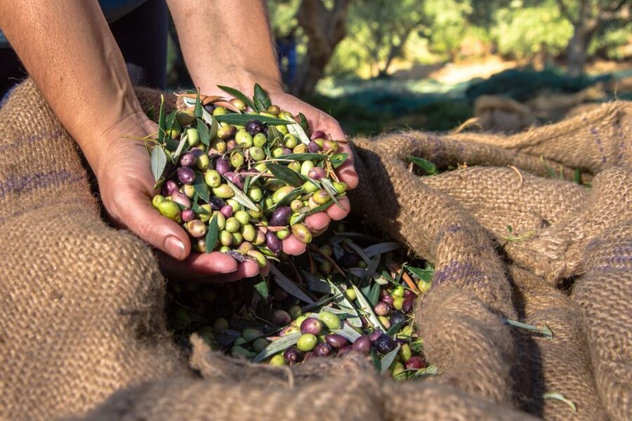 Crete: Olive, Wine, & Raki on a Flavorful Culinary Journey - Stironas: raki, grape spirit, and the rakokazano