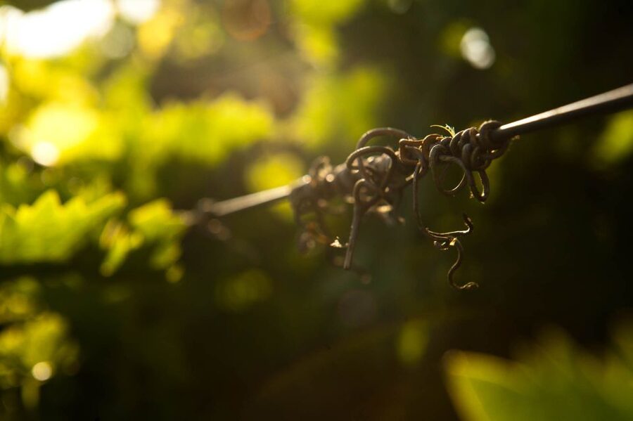 Crete: Olive, Wine, & Raki on a Flavorful Culinary Journey - Archanes: a final village stop