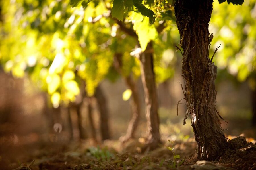 Crete: Olive, Wine, & Raki on a Flavorful Culinary Journey - Pickup and the ride into the countryside
