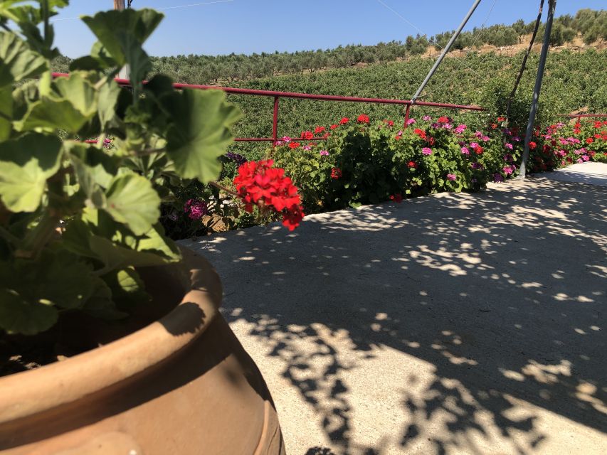 Crete Private Tour: The Secrets of Wine, Olives & Honey - Why this Crete food tour works so well