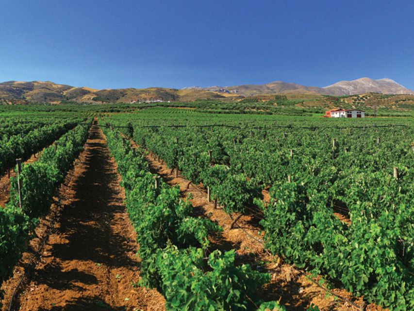 Crete Private Tour: The Secrets of Wine, Olives & Honey - Price, timing, and who gets the best value