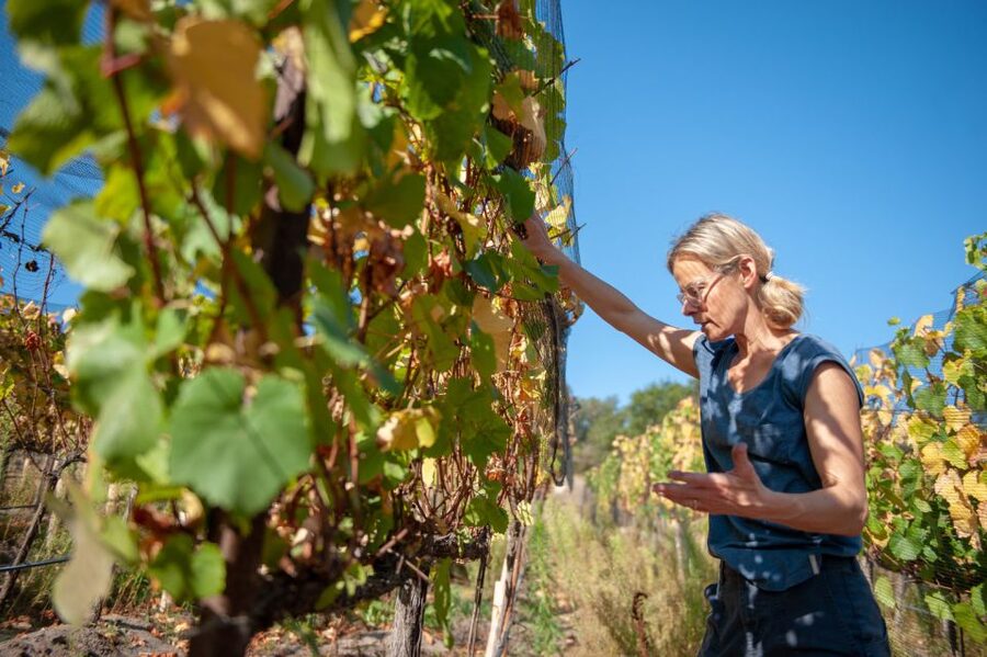 Crete Private Tour: The Secrets of Wine, Olives & Honey - Klados Winery: start with Cretan grapes