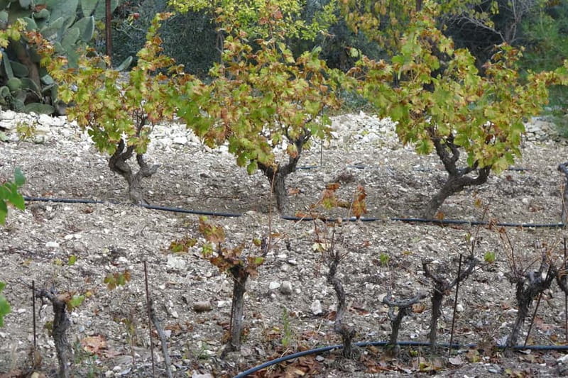 Cyprus: Troodos Mountain Food & Wine Tasting Tour with Lunch - A full day in the Troodos mountains