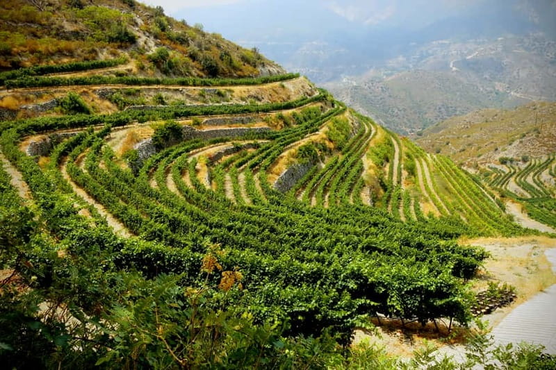 Cyprus: Troodos Mountain Wine Tour with a Local - The first winery and the taste of Cyprus