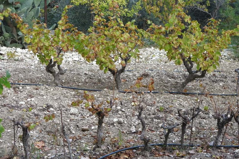 Cyprus: Troodos Mountain Wine Tour with a Local - Cobblestones, churches, and village craft shops