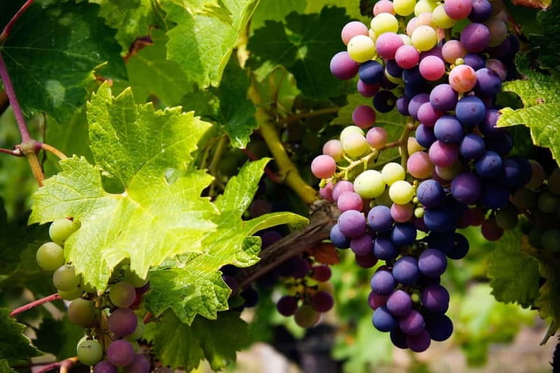 Cyprus: Troodos Mountain Wine Tour with a Local - Pickup from Ayia Napa, Paphos, and beyond