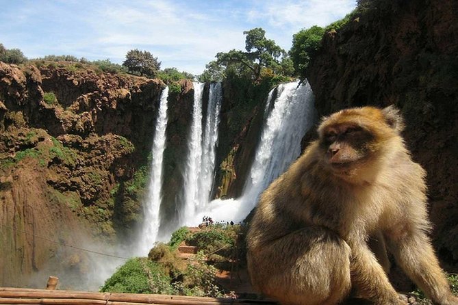 Day Trip To Ouzoud Waterfalls (Guide Hike & Boat are options) - Monkeys are part of the Ouzoud experience