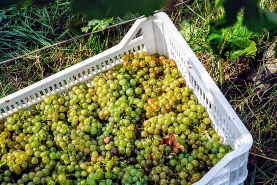 Desenzano: Lugana Wine-Tasting and Vineyard Tour - Timing, weather, and what to bring