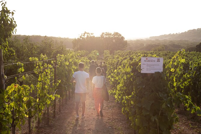 Dinner in the vineyard with wine tasting and walk - A sunset table set among the vines