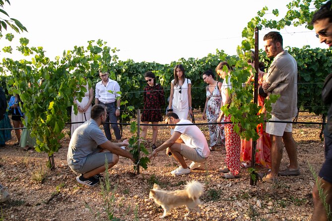 Dinner in the vineyard with wine tasting and walk - What arrives on the Apulian table