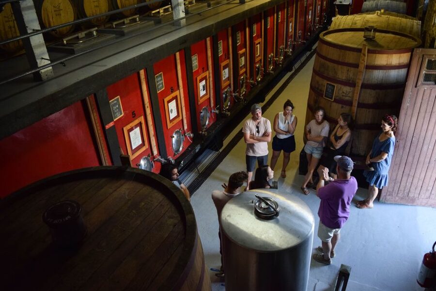 Douro Valley: Premium Port Tasting Winery Tour & River Views - Walking through vines and olive groves