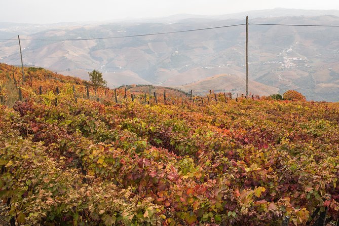 Douro Valley Small-Group Tour with Wine Tasting, Lunch and Boat - The first winery near Peso da Régua