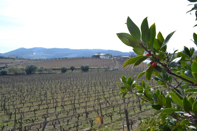 Douro Valley Tour: 2 Vineyard Visits, River Cruise, Winery Lunch - Guides make a real difference