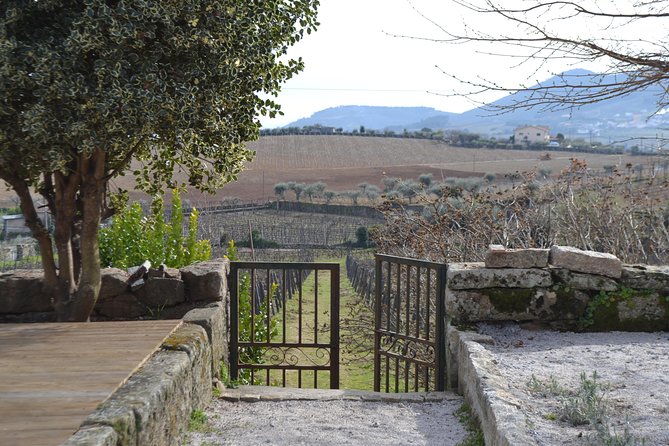 Douro Valley Tour: 2 Vineyard Visits, River Cruise, Winery Lunch - What the $101.58 price really buys