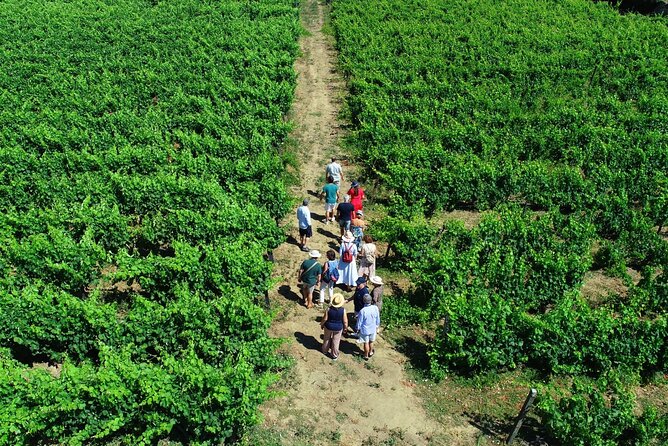 Douro Valley Tour - 3 Wine tastings, Lunch & river Cruise - Casal de Loivos combines wine, olive oil, and views
