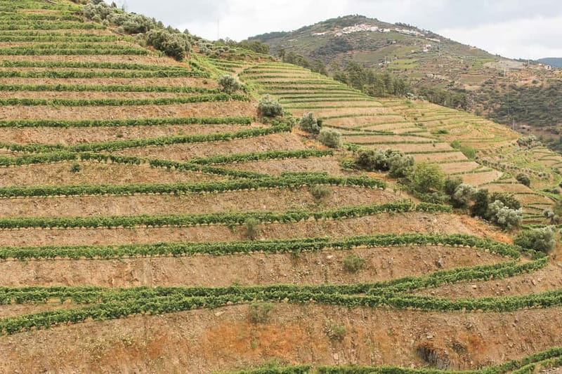 Douro Valley: Tour with Wine Tastings, Lunch, and Boat Ride - Guides make or break a small-group day