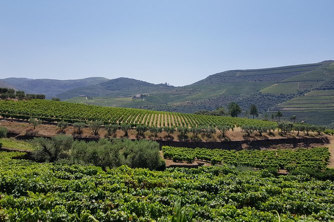 Douro Valley Wine Tour: 3 Vineyard Visits, Wine Tastings, Lunch - Folgosa and the Port wine focus