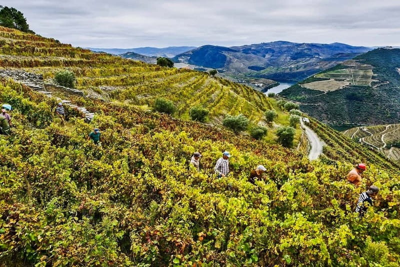 Douro Valley with Two Winery, Boat Trip and Lunch From Porto - Is the $167 price fair?