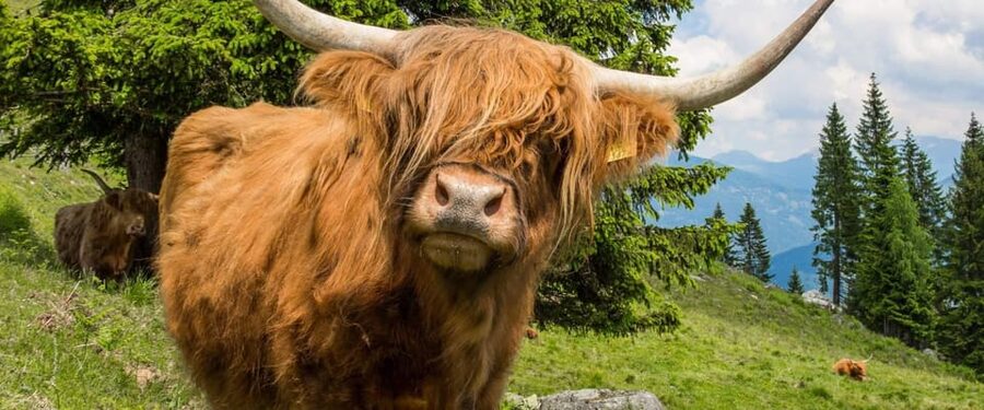 Edinburgh: Loch Ness, Scenic Walk, Glencoe & Whisky Day Tour - Highland cows are a welcome bonus