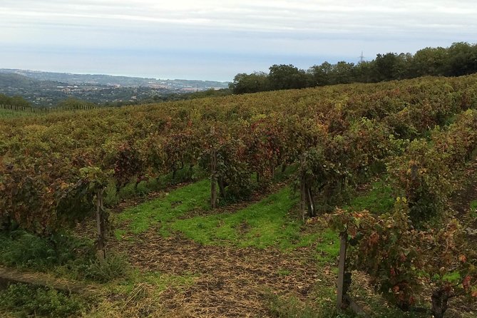 Etna Tour and Lunch in a Winery with Wine Tasting - What the $326.87 price really buys