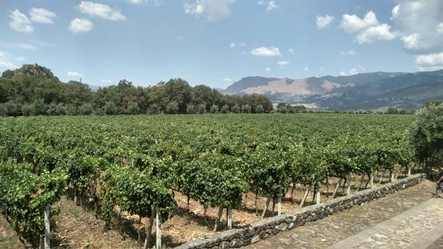 Etna: Wine Tasting and Food Tour - Key points at a glance