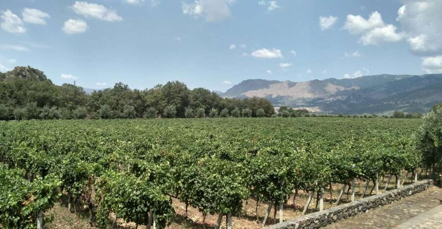 Etna: Wine Tasting and Food Tour - The first winery and the story behind Etna wine