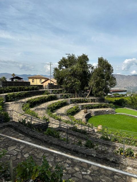 Etna: Wine Tasting and Food Tour - Vineyards, views, and the Etna setting