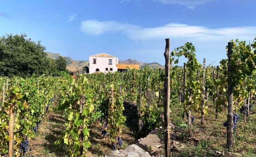 Etna: Wine Tasting and Food Tour - Zafferana Etnea, honey, and lava country