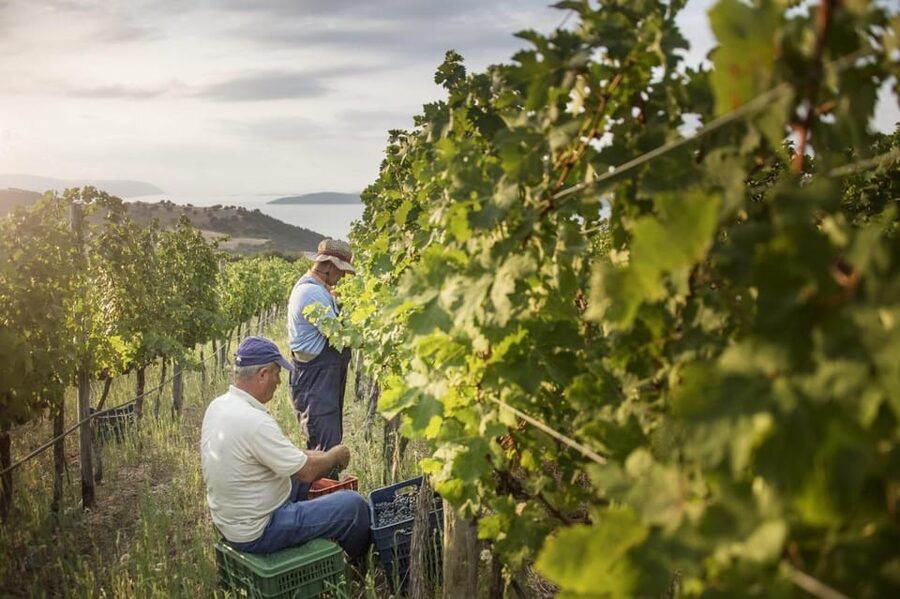 Evening of Wine and Scenic Views in Skiathos - A wine evening above Skiathos Town