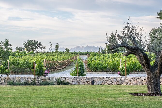 Familia Torres Winery: Gastronomic Tapas & Wine Experience - Timing, group size, and practical details