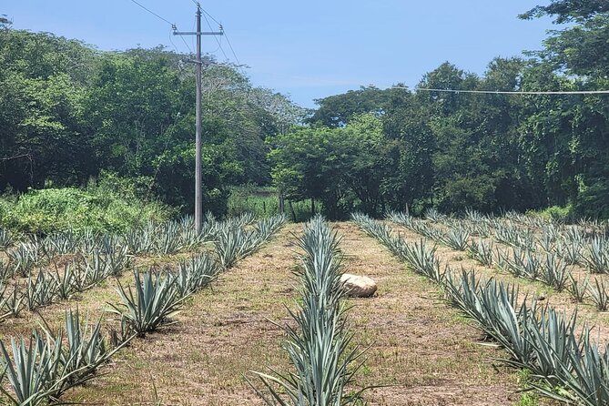 Finca 18 Puerto Vallarta Tequila Tour + Chocolate Pairing - Is the $89.41 price fair?