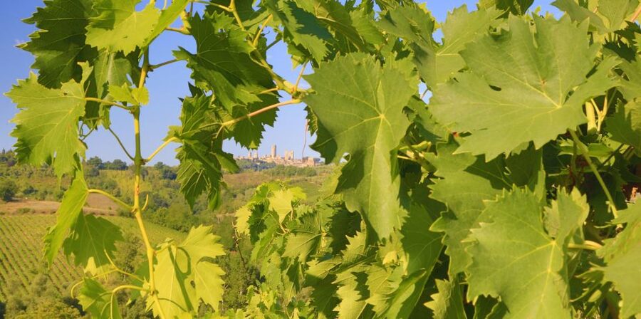 Florence: Chianti Villages, San Gimignano and Winery Tour - Who will enjoy this Chianti day most
