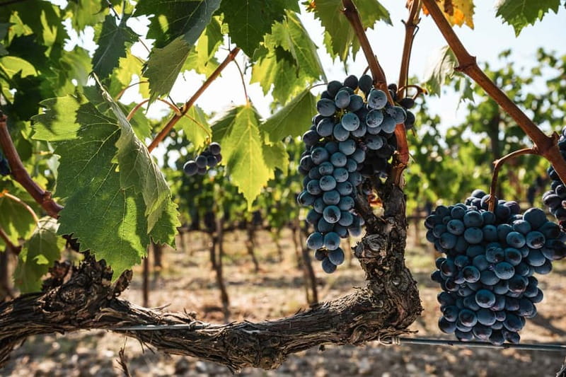 Florence: Chianti Vineyards Tour with Wine Tasting & Dinner - What the evening feels like at the table